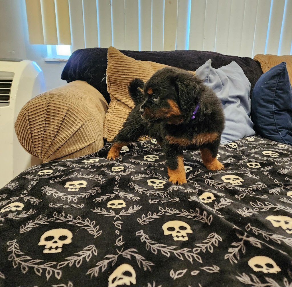Rottweiler Puppies
