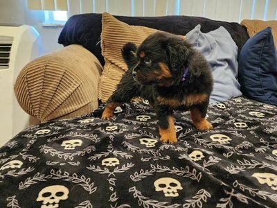 Rottweiler Puppies