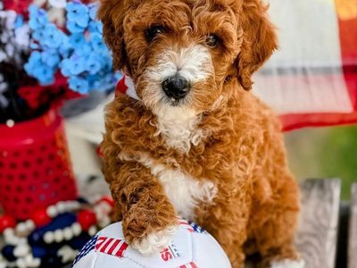 AKC small standard (moyen) puppies- Ready July 14th