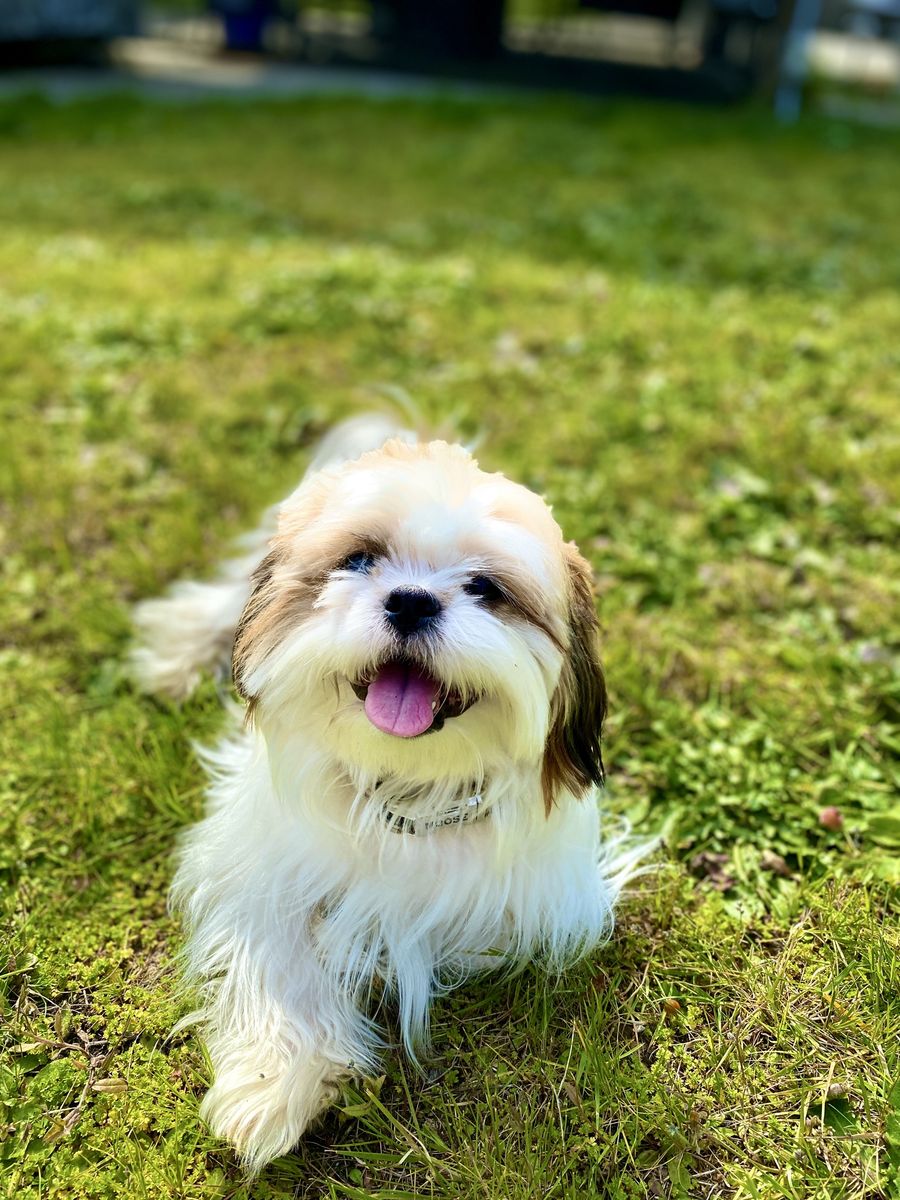 Stud Shih-tzu (Orange and White)