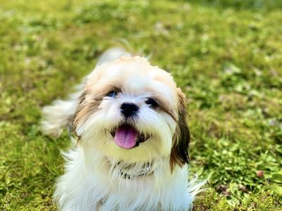 Stud Shih-tzu (Orange and White)