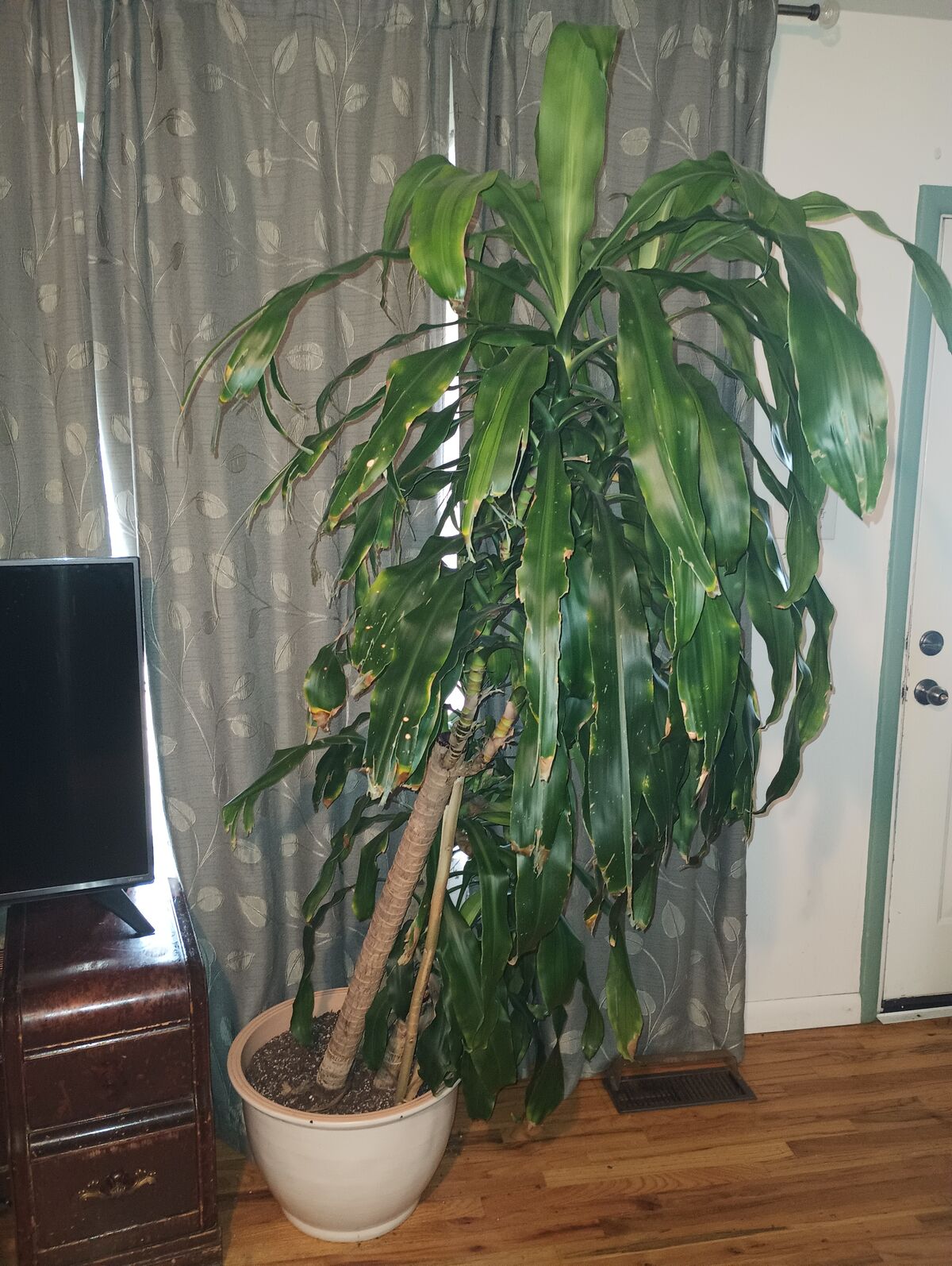 Giant plant