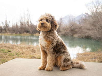 Red Merle Aussiedoodle STUD CLEAR 25 lbs