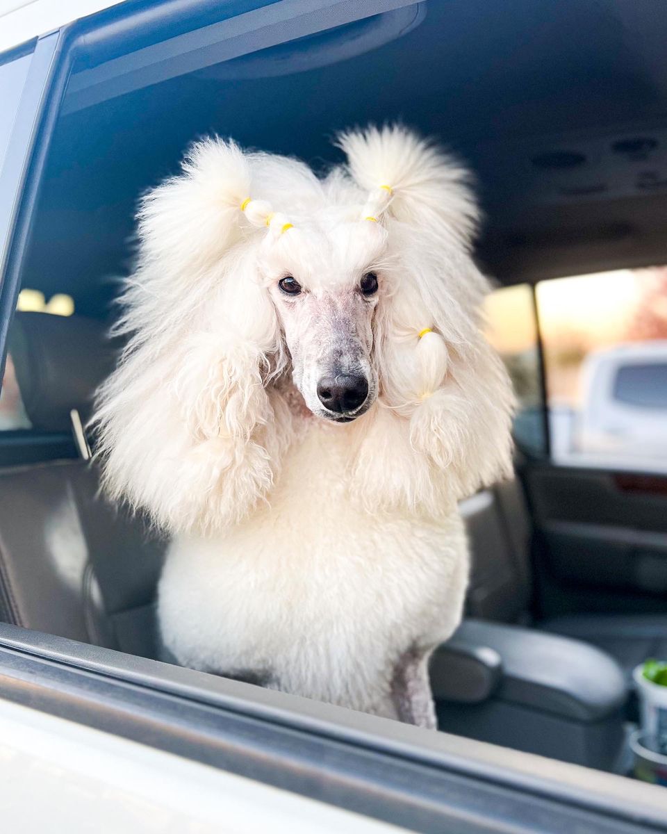 Standard poodle