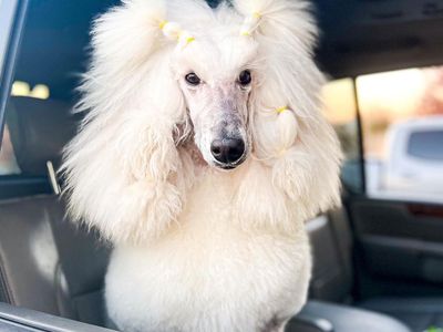 Standard poodle
