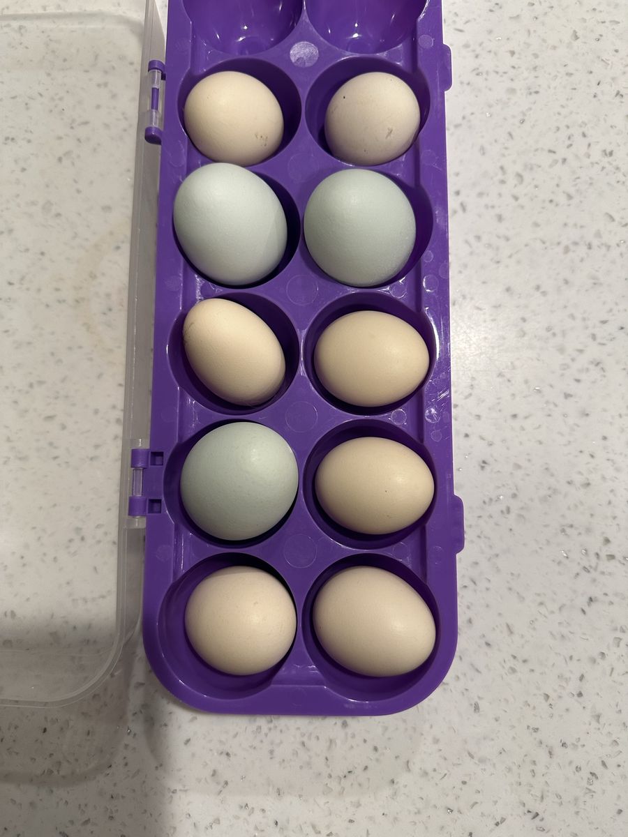 Fresh Eggs