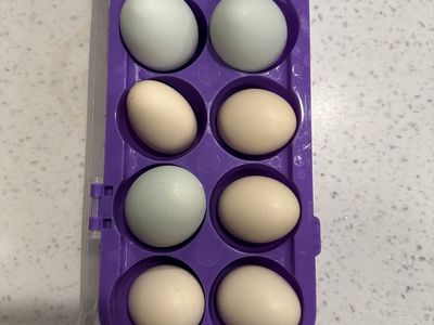 Fresh Eggs
