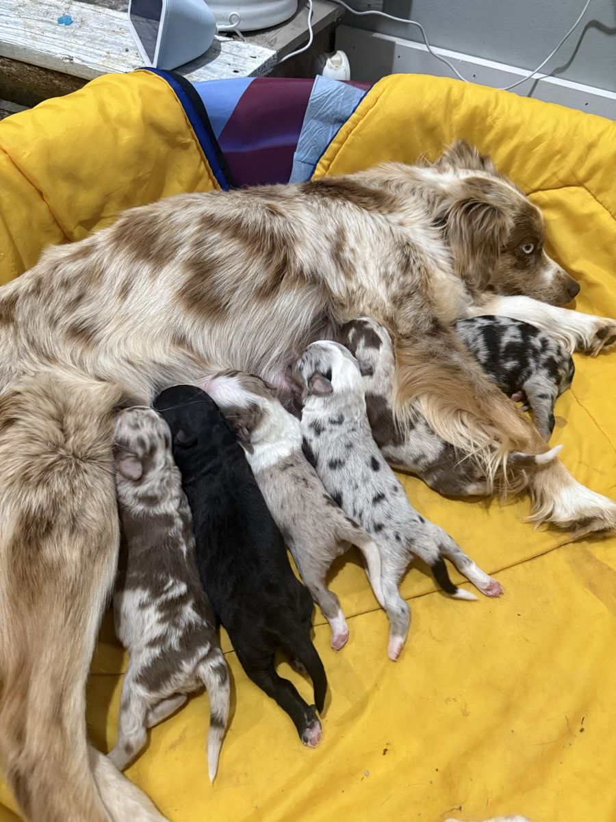 Mini/standard Australian shepherds