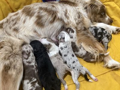 Mini/standard Australian shepherds