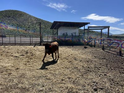 Corriente steers