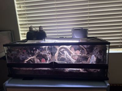 Title: Two Female Leopard Geckos + Front-Opening Terrarium & Complete Setup