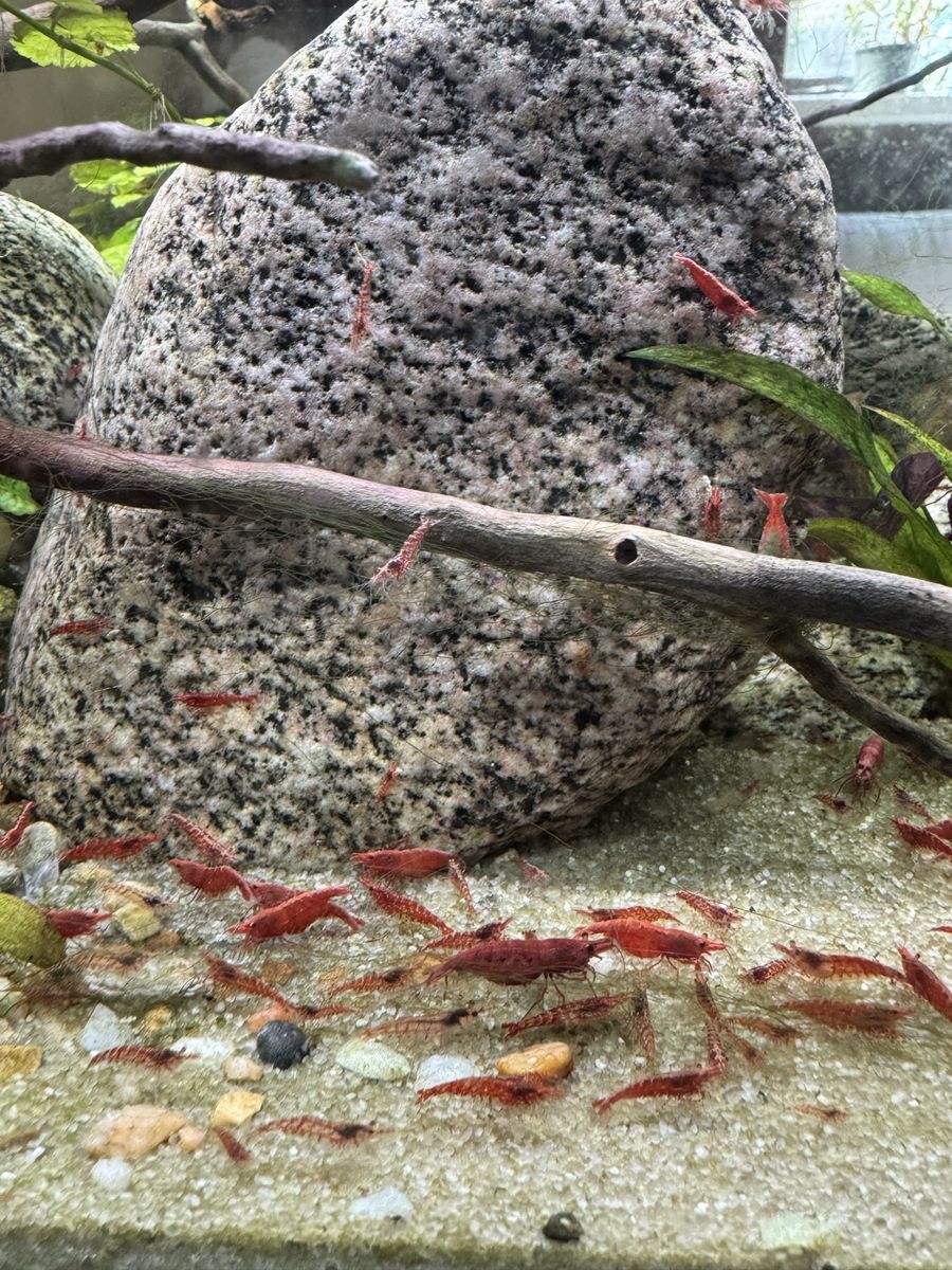 Cull Cherry Shrimp