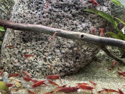 Cull Cherry Shrimp