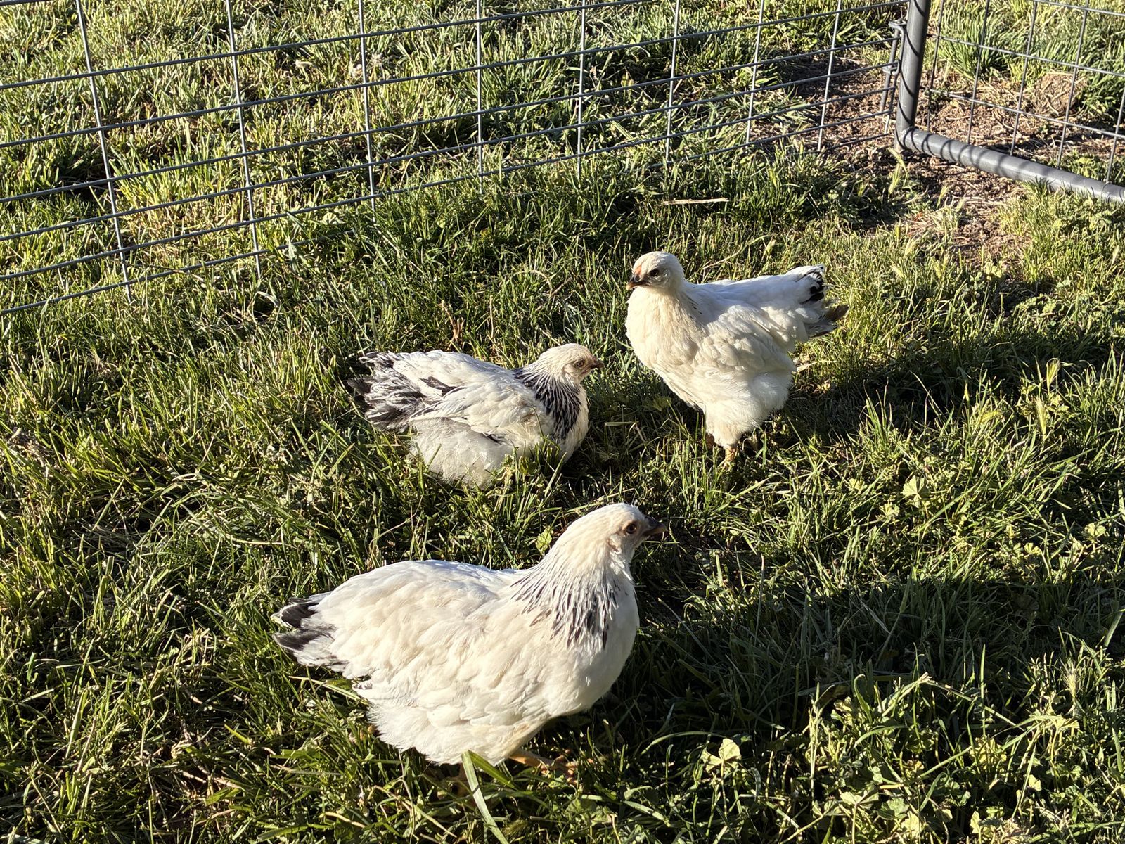 3 Wyandotte hens