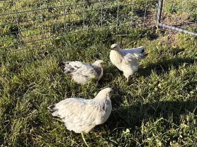 3 Wyandotte hens