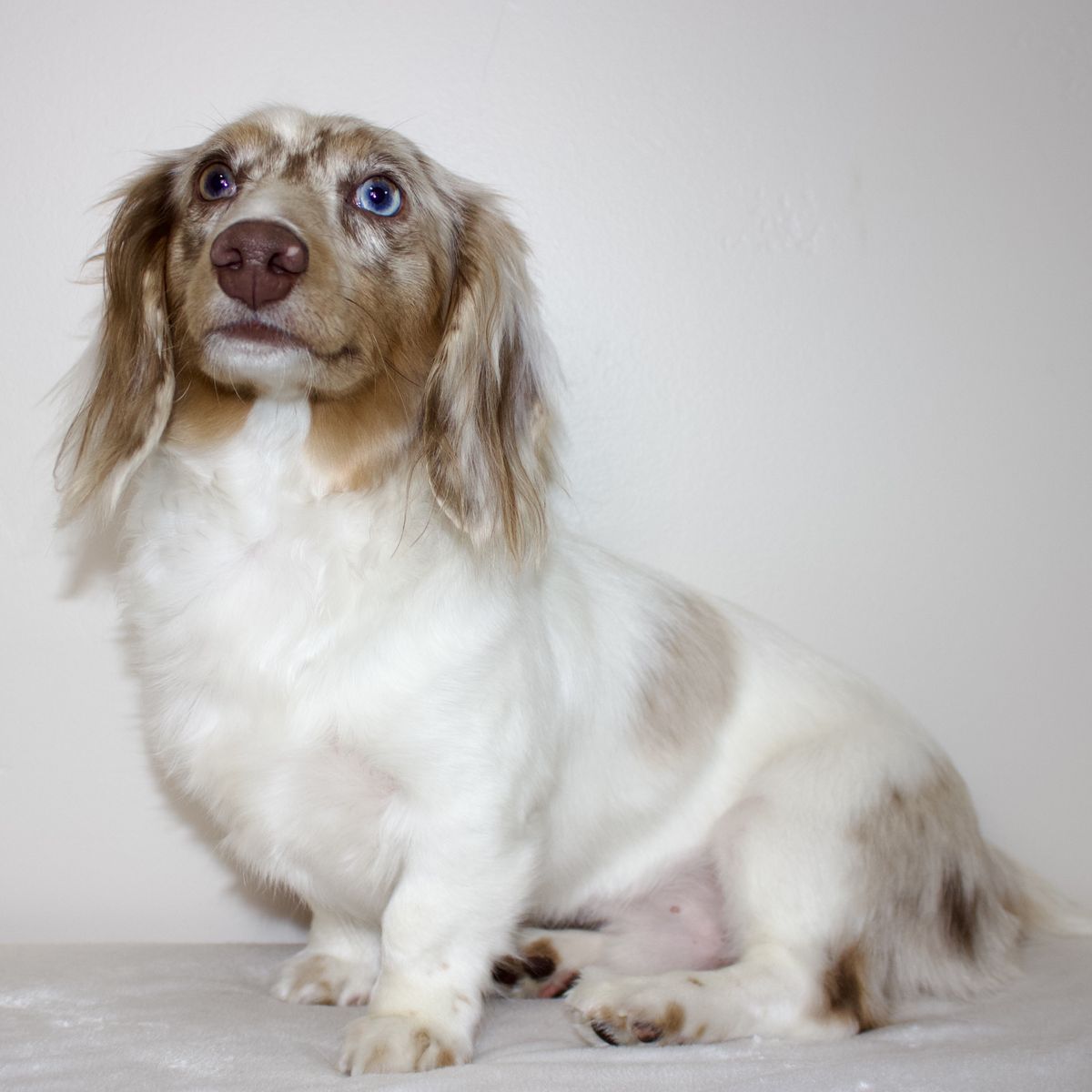 Longhaird Mini Dachshund Stud
