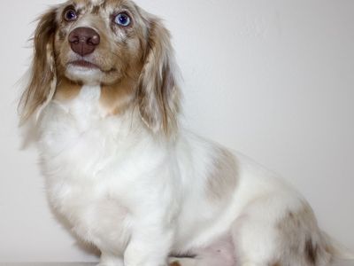 Longhaird Mini Dachshund Stud