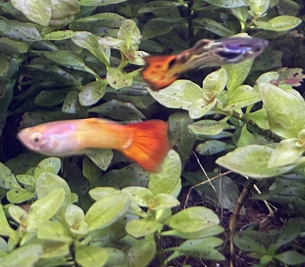 Fancy guppies