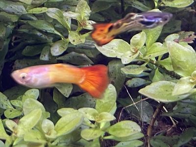 Fancy guppies