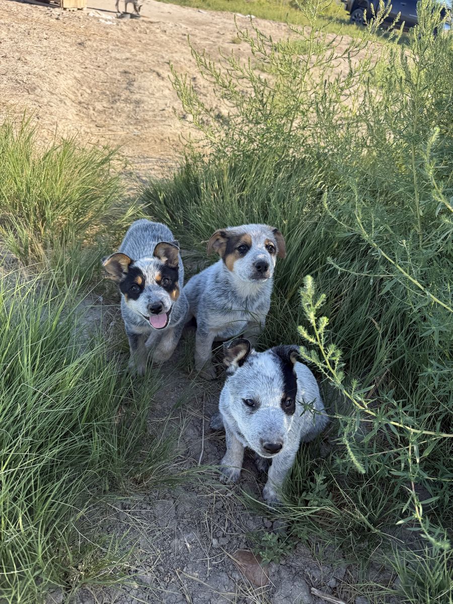 Blue Heeler pups