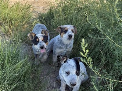 Blue Heeler pups