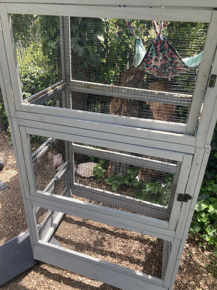 Iguana cage