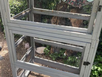 Iguana cage