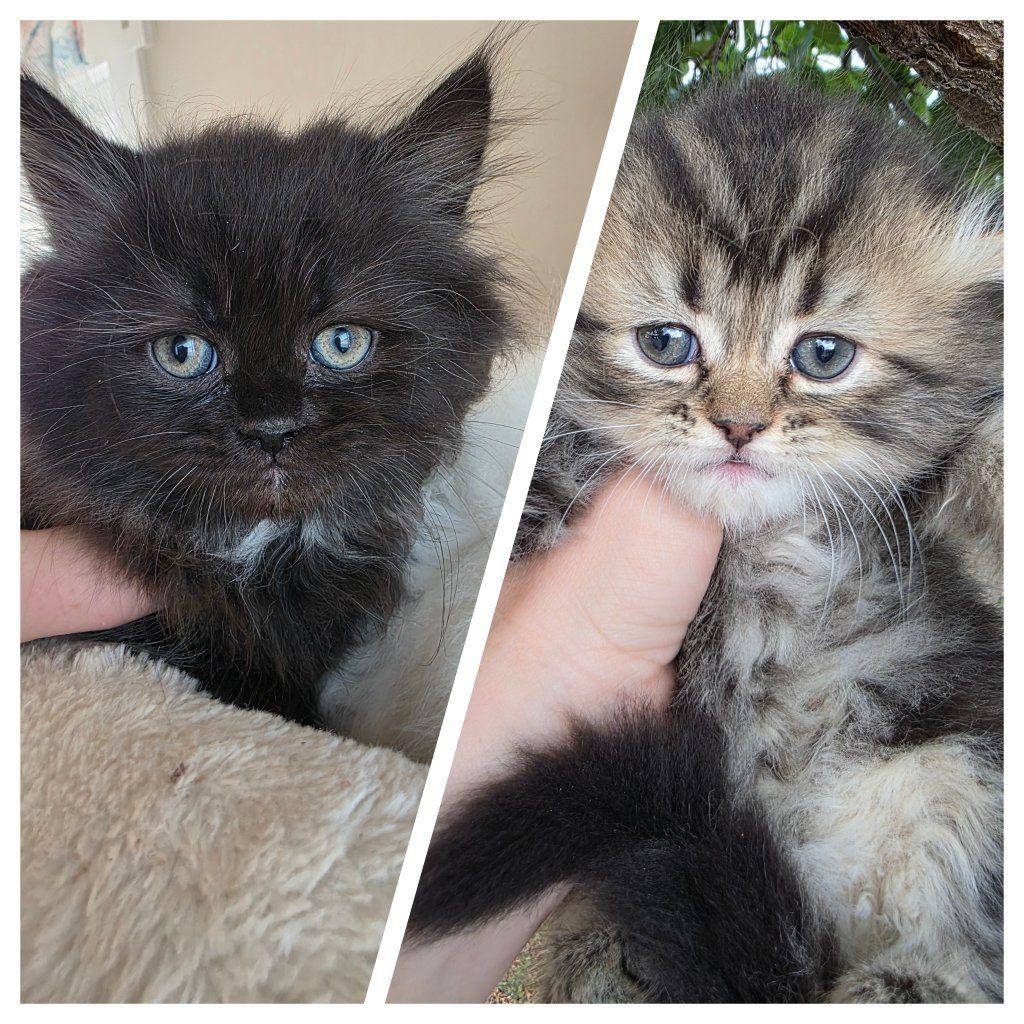Persian kittens (75%) 2 left