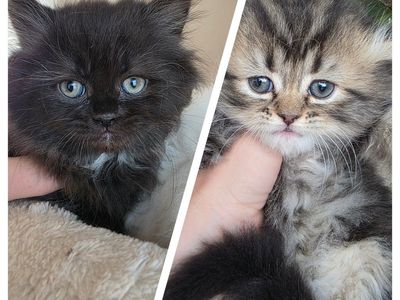 Persian kittens (75%) 2 left
