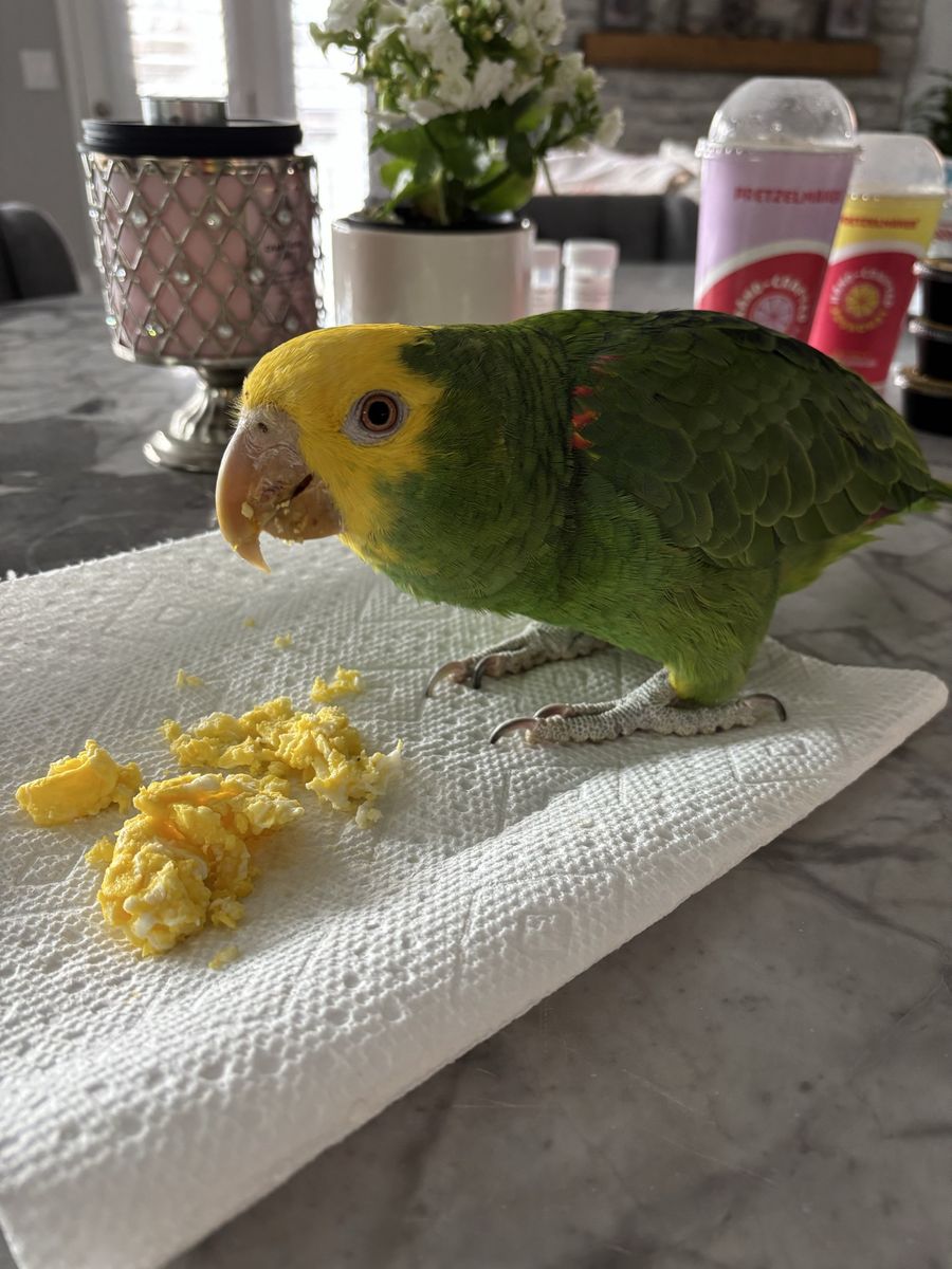 Yellow Headed Amazon Parrot