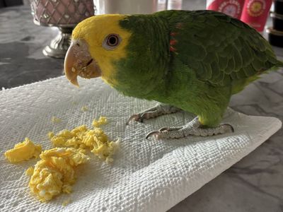 Yellow Headed Amazon Parrot