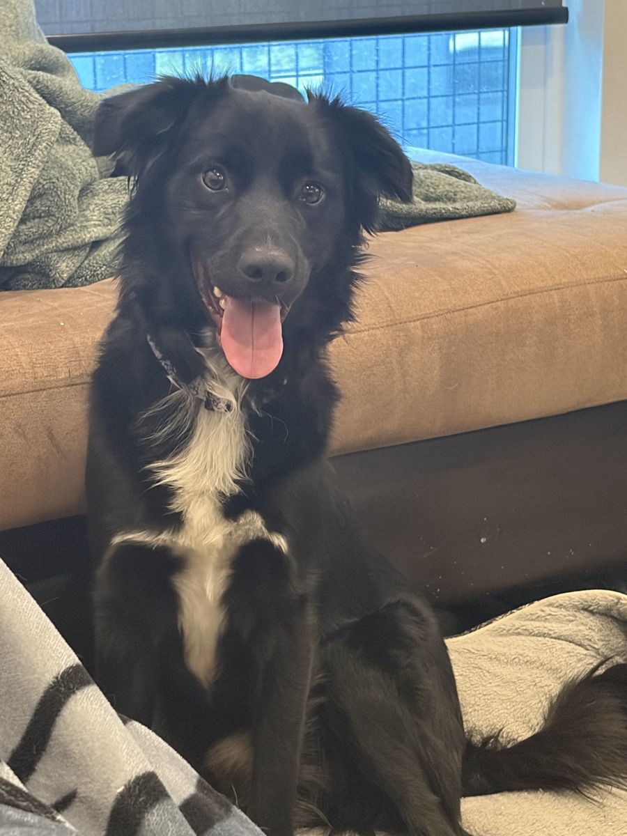 Puppy