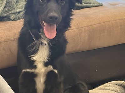 Puppy