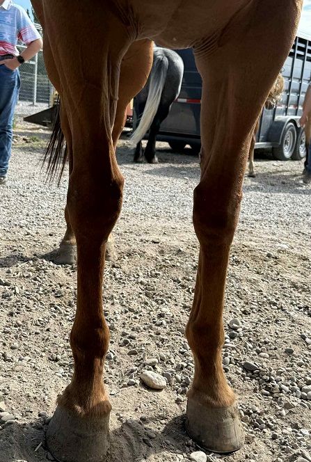 Stella – Safe, Sweet & Versatile Family Mare