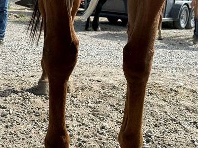 Stella – Safe, Sweet & Versatile Family Mare
