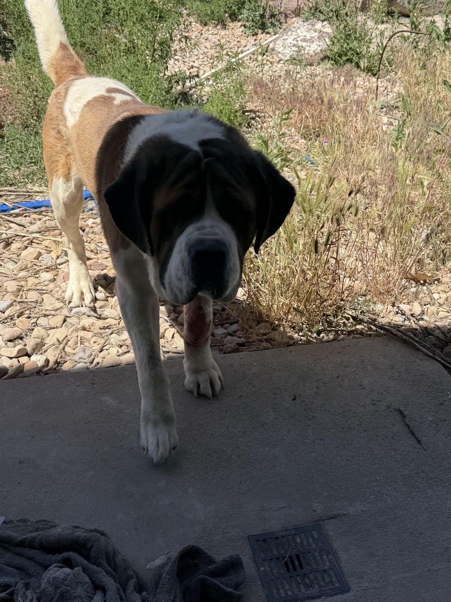 St Bernard 3 years old