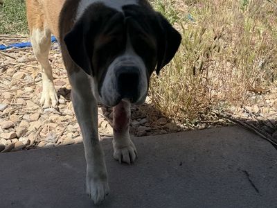 St Bernard 3 years old