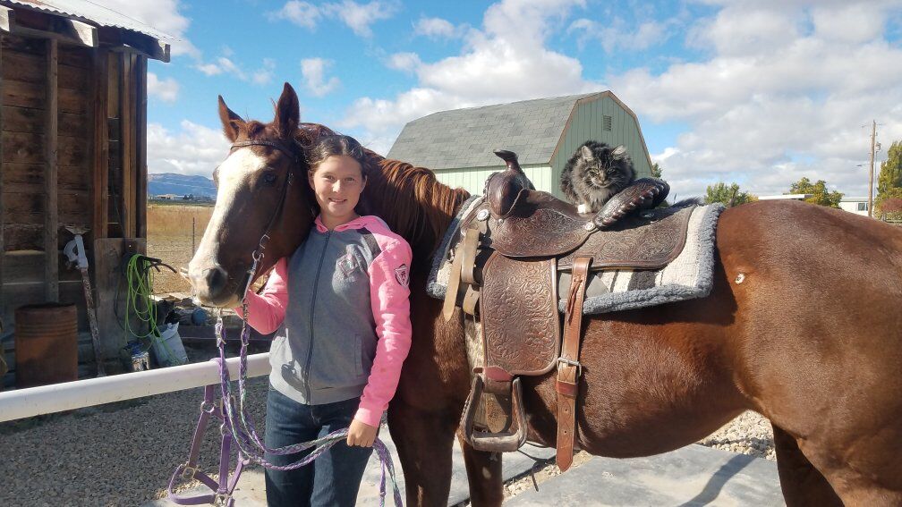 14 YR OLD GRADE MARE