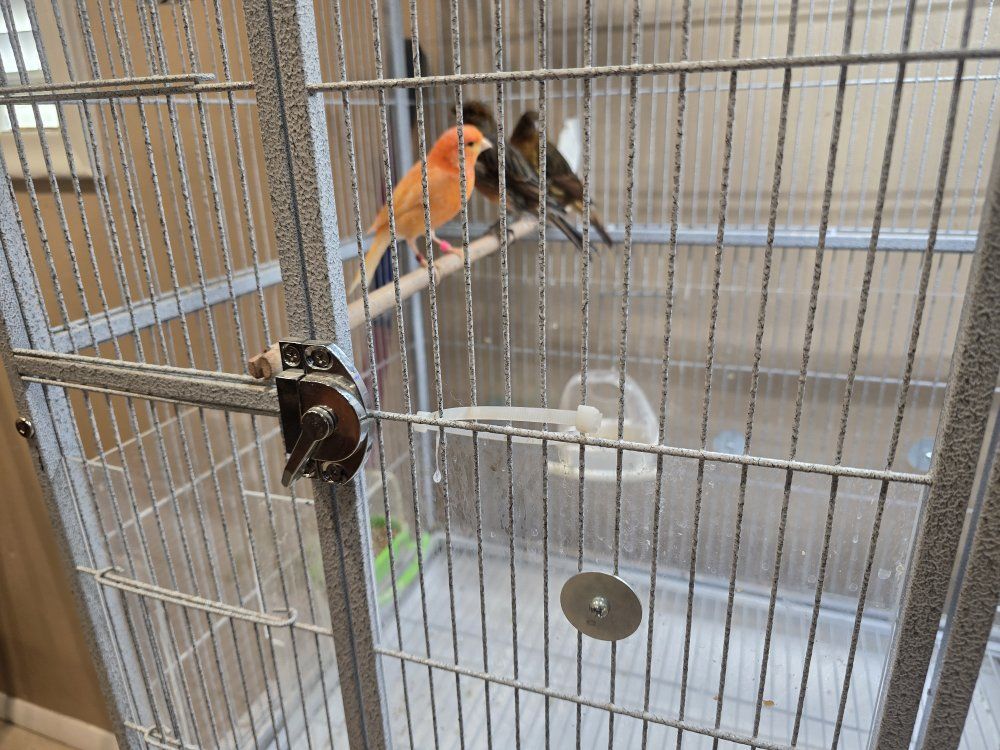 Canary 1 male 2 females.