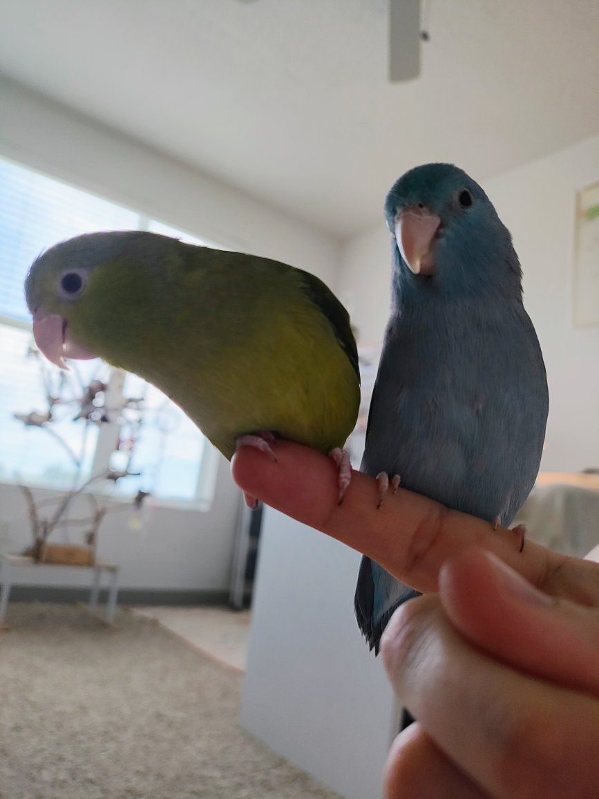 parrotlets, $200 each