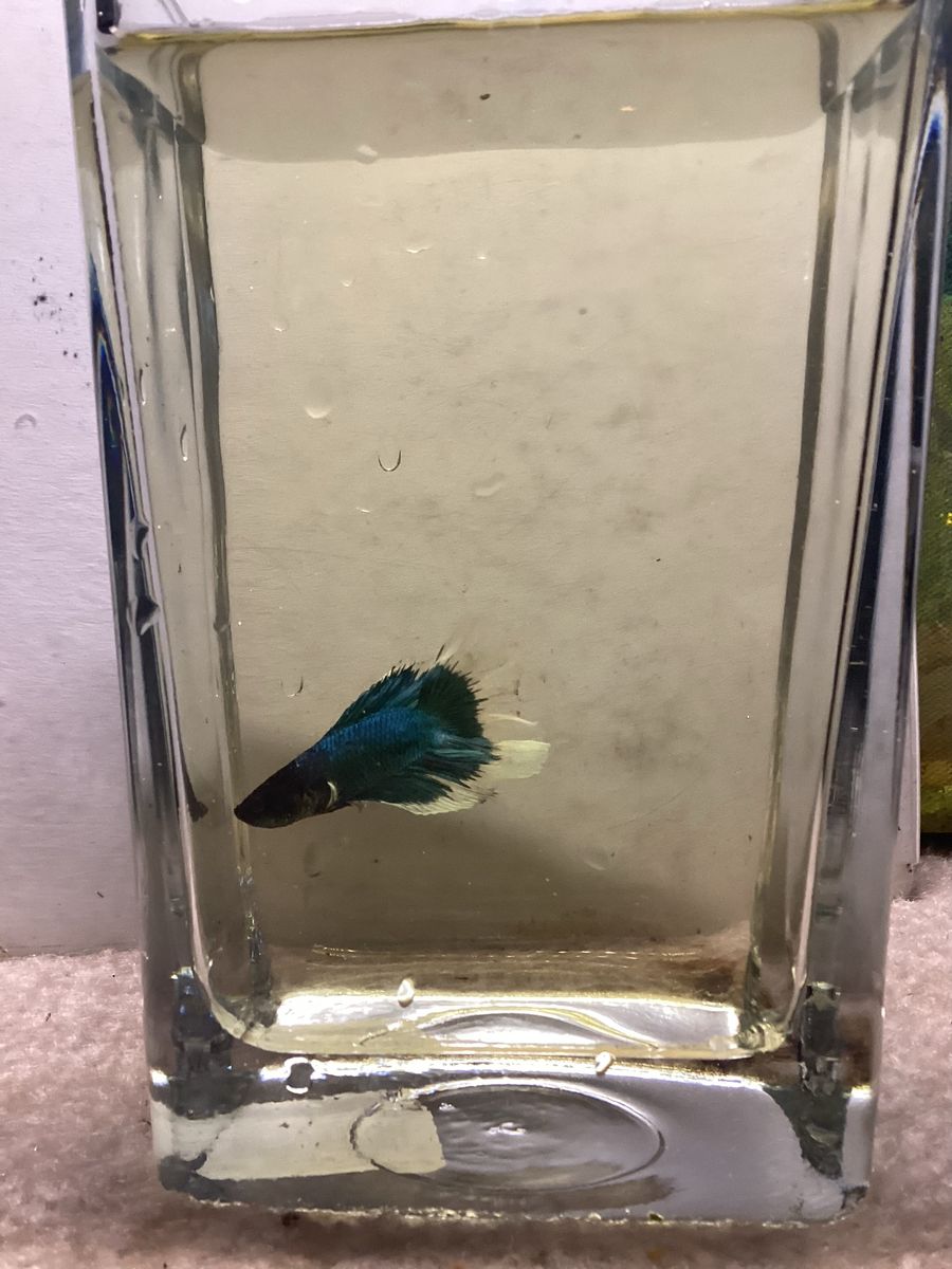 Butterfly Male Betta