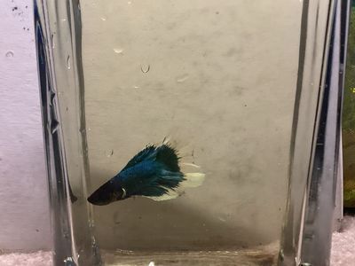 Butterfly Male Betta