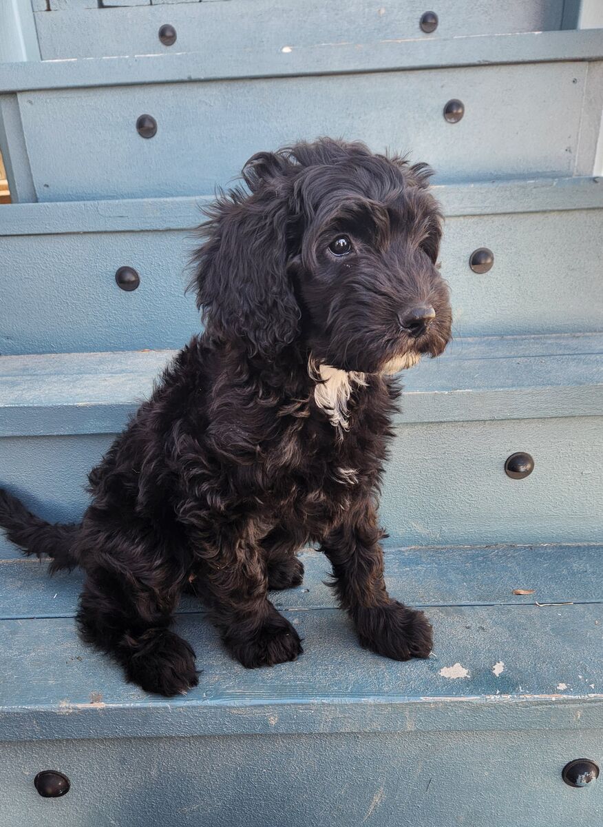 Meet Cricket, ready for her FURever home, microchipped, first vaccines, wormed, and comes with puppy starter kit!