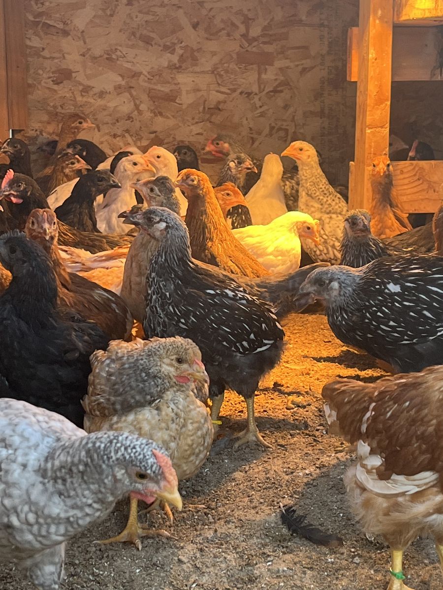 Pullet chickens 11 weeks-Easter eggers, Wyandotte, brown leghorn, golden comet, mystic onyx, , black copper, barred rock