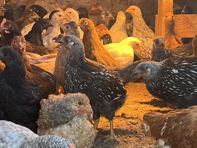 Pullet chickens 11 weeks-Easter eggers, Wyandotte, brown leghorn, golden comet, mystic onyx, , black copper, barred rock