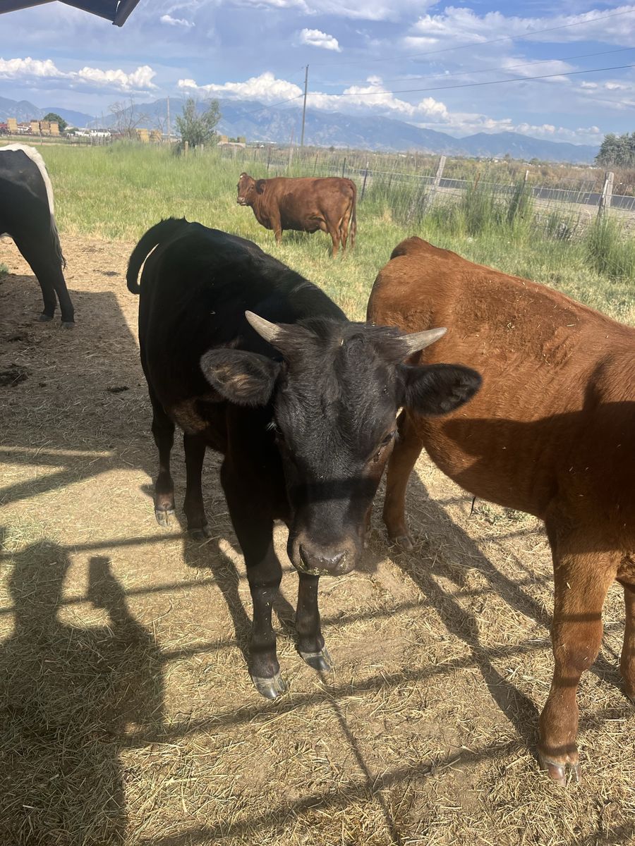 Corriente heifer calf