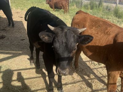 Corriente heifer calf