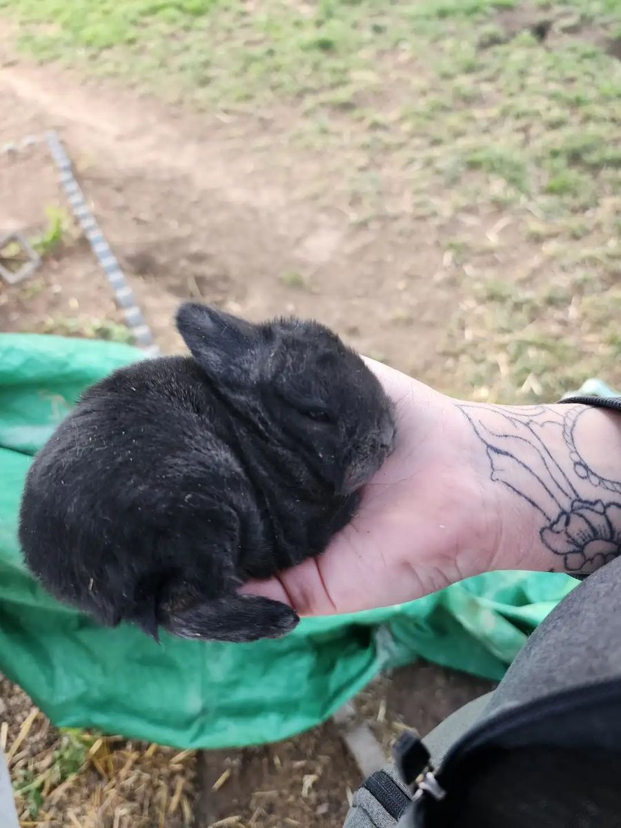 Baby lop bunnys