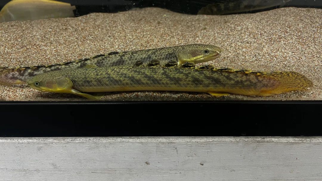 Gold dust bichir