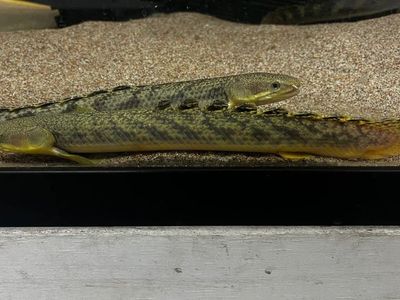 Gold dust bichir